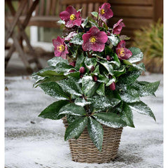 Helleborus ‘HGC Ice N’ Roses ‘Early Red’ Snow Rose (2-Litre Pot) image 0
