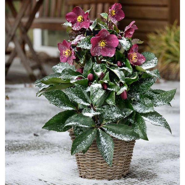 Helleborus ‘HGC Ice N’ Roses ‘Early Red’ Snow Rose (2-Litre Pot) image 0
