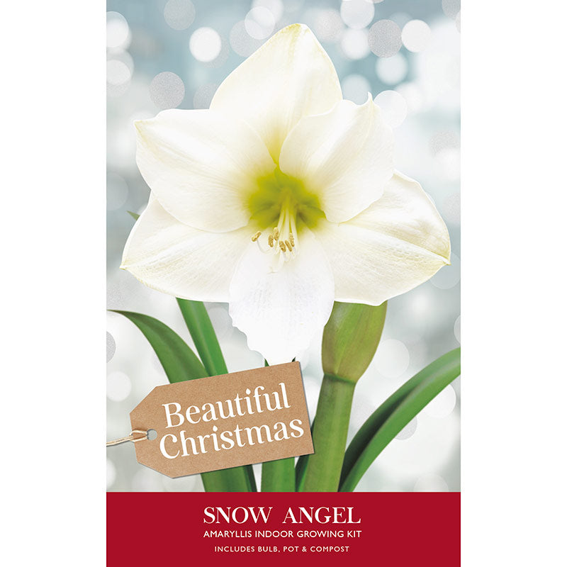 Amaryllis 'Snow Angel' (Premium Christmas Indoor Growing Kit Gift Pack) image 0