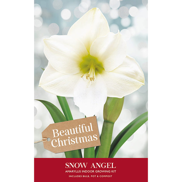 Amaryllis 'Snow Angel' (Premium Christmas Indoor Growing Kit Gift Pack) image 0