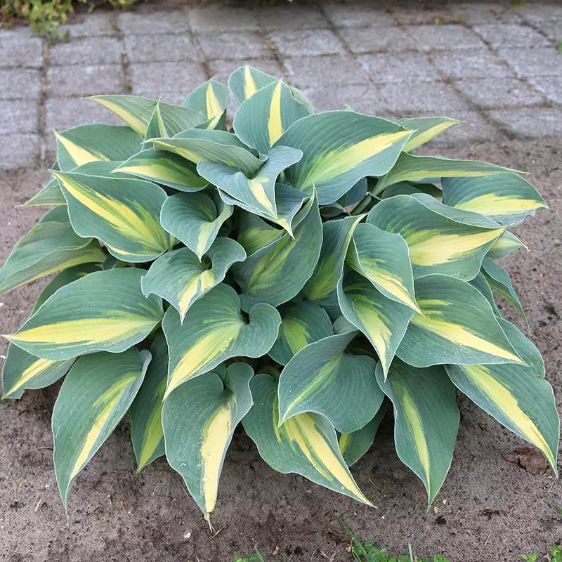 Hosta 'Catherine' image 0