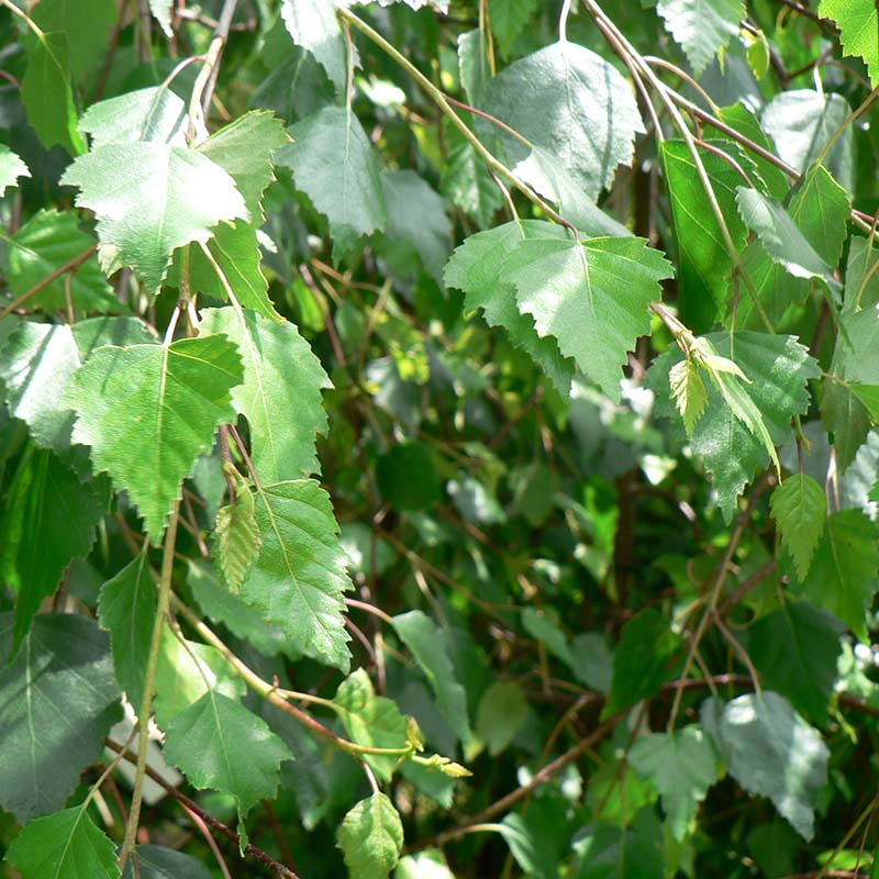 Betula pendula 'Youngii' Tree (Young's Weeping Birch) (12-Litre Pot) image 0