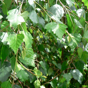Betula pendula 'Youngii' Tree (Young's Weeping Birch) (12-Litre Pot) image 0