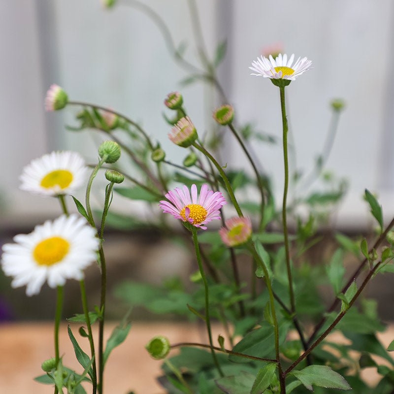 Erigeron karvinskianus ‘Stallone’ (2-Litre Pot) image 0
