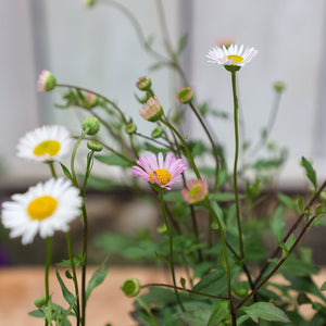 Erigeron karvinskianus ‘Stallone’ (2-Litre Pot) image 1