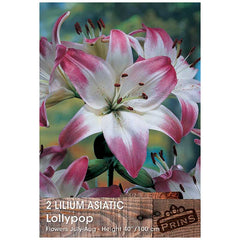 Lilium 'Asiatic Lollypop' Bulbs image 0