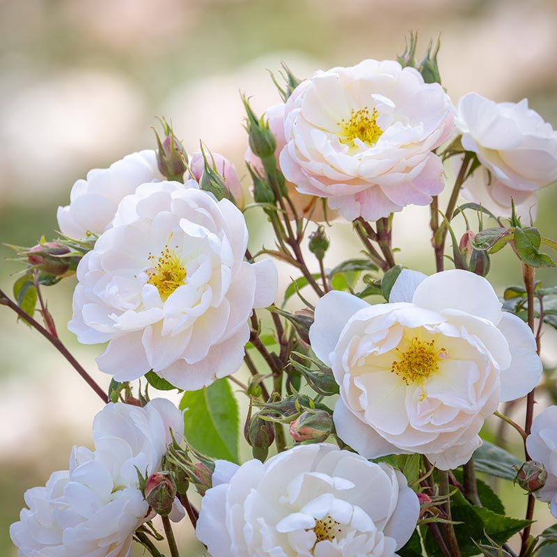 David Austin Sir David Beckham® English Shrub Rose (6-Litre Pot) image 2