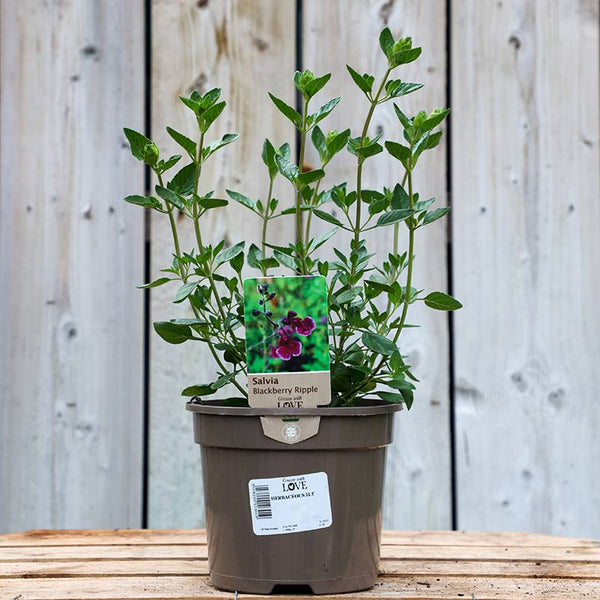 Salvia x jamensis ‘Blackberry Ripple’ (2-Litre Pot) image 0