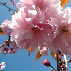Prunus ‘Kanzan’ Tree (Cherry Blossom) (12-Litre Pot) image 0