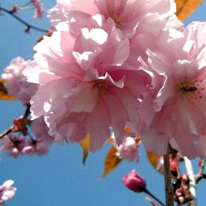 Prunus ‘Kanzan’ Tree (Cherry Blossom) (12-Litre Pot) image 0