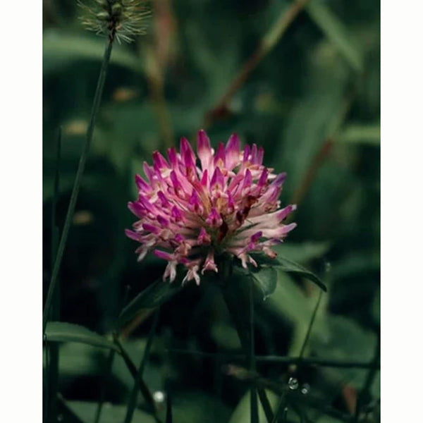 Red Clover Wild Flower Seeds (1 Packet) image 0