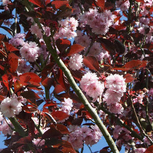 Prunus 'Royal Burgundy' Tree (Cherry Blossom) (12-Litre Pot) image 1