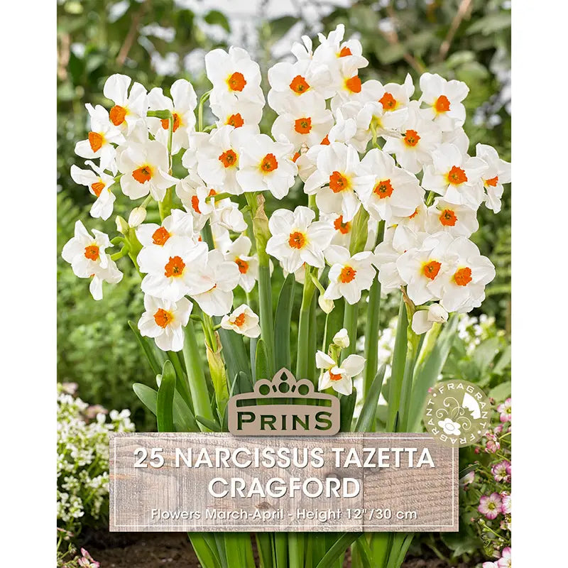 Narcissus 'Cragford' (25 bulbs) image 0