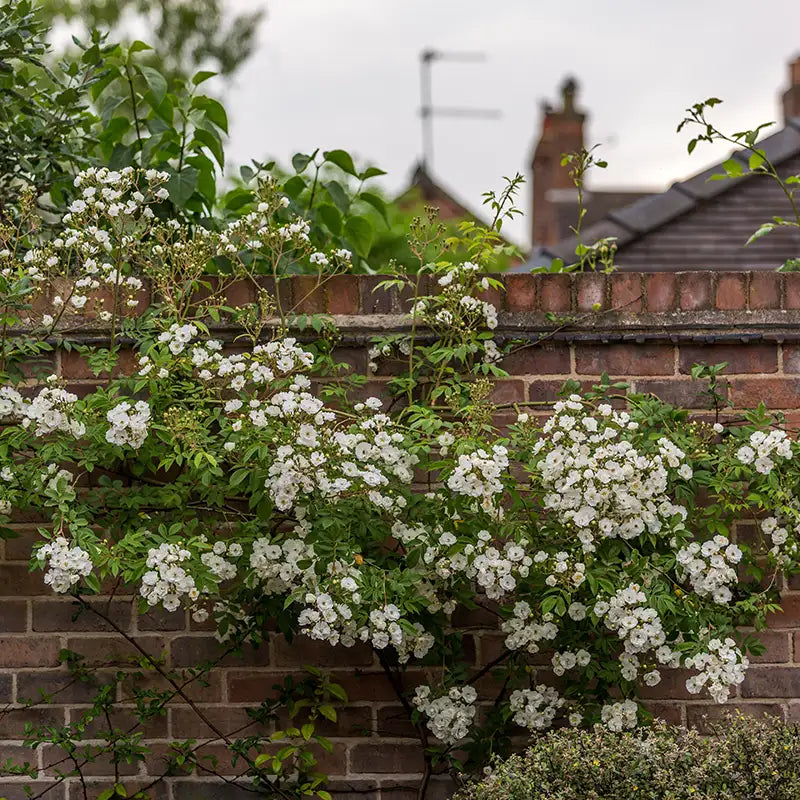 David Austin Rambling Rector® Rambling Rose (6-Litre Pot) image 0