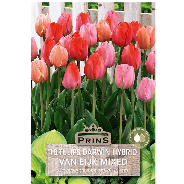 Tulip 'Van Eijk Mixed' (10 bulbs) image 0