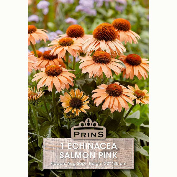 Echinacea ‘Salmon Pink’ with Warm Pink Flowers (1 Bulb) image 0