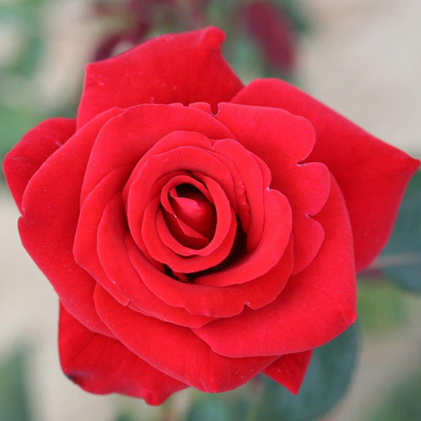 Whartons Roses ‘Happy Ruby Wedding’ Hybrid Tea Shrub Rose (3-Litre Pot) image 0