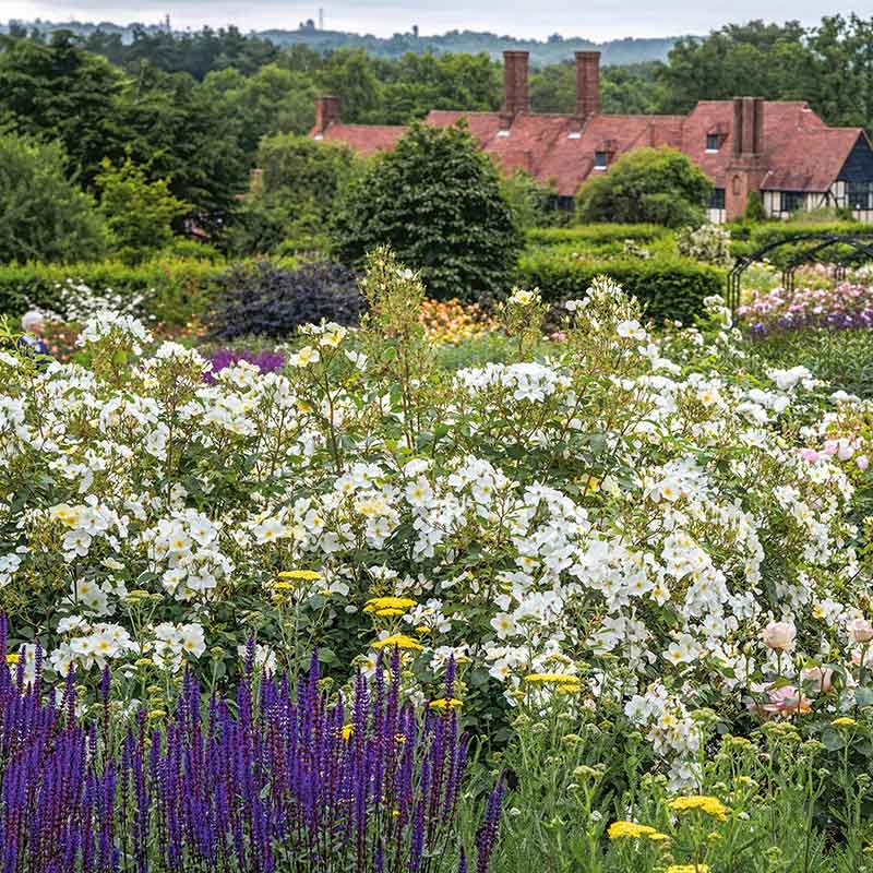 David Austin Kew Gardens® English Shrub Rose (6-Litre Pot) image 0