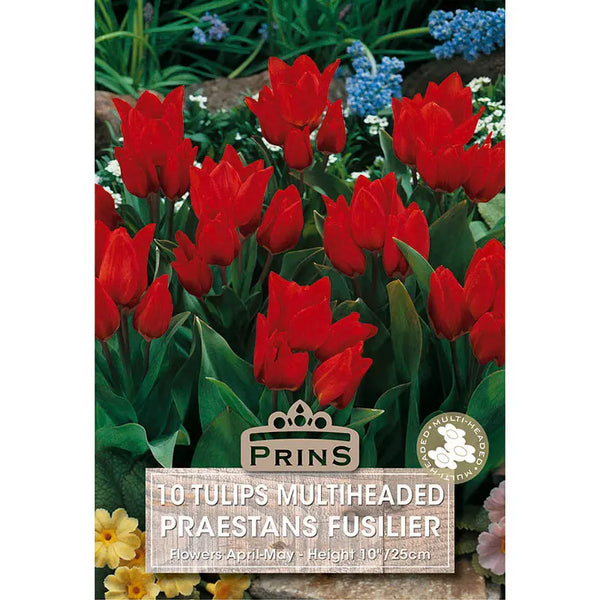 Tulip 'Praestans Fusilier' (10 bulbs) image 0