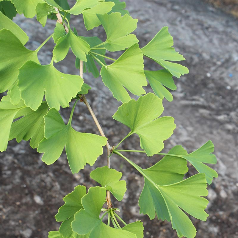Ginkgo biloba Tree (Maidenhair) (10-Litre Pot) image 0