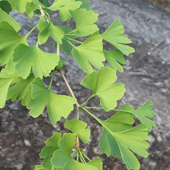 Ginkgo biloba Tree (Maidenhair) (10-Litre Pot) image 0