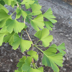 Ginkgo biloba Tree (Maidenhair) (10-Litre Pot) image 0