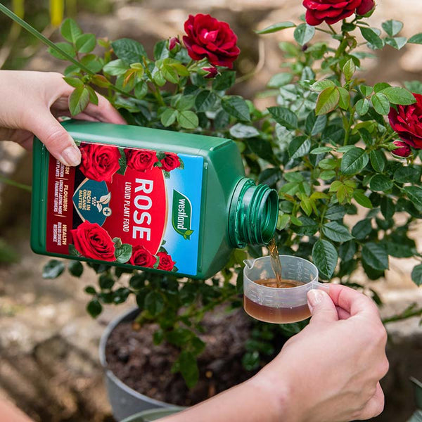 Westland Liquid Rose Feed (1 Litre) image 1