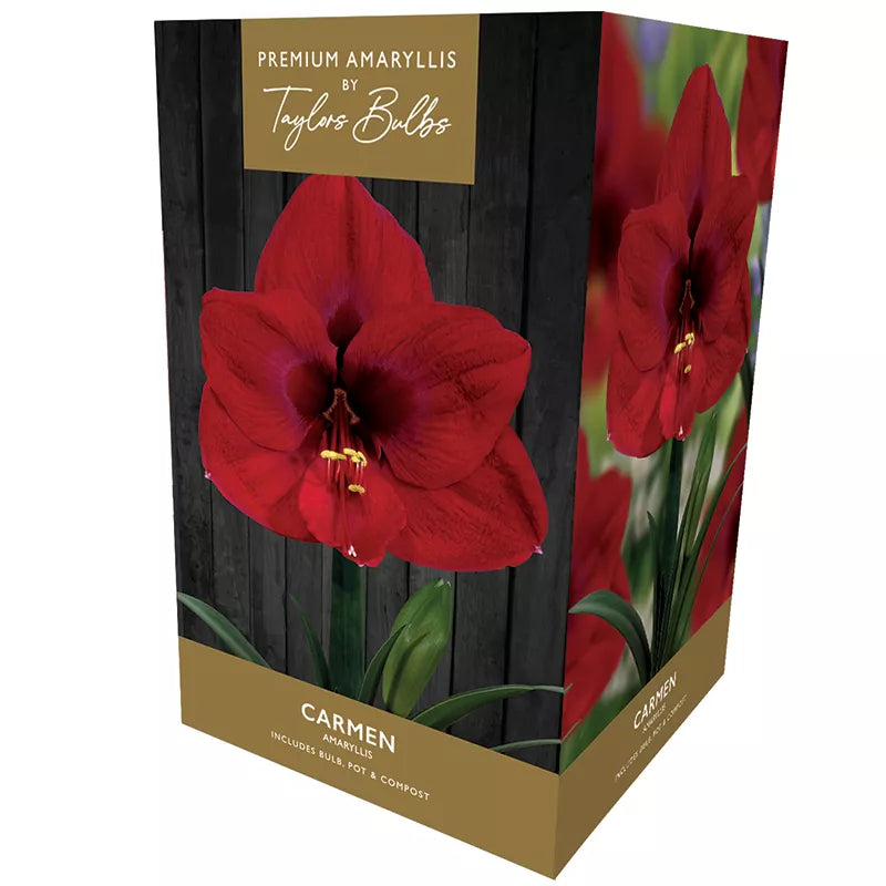 Amaryllis 'Carmen' (Premium Indoor Growing Kit Gift Pack) image 0