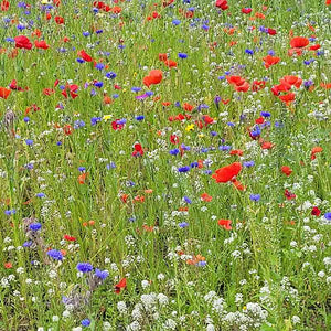 Nature’s Haven Easy Wildflowers Mix (4kg Box) image 4