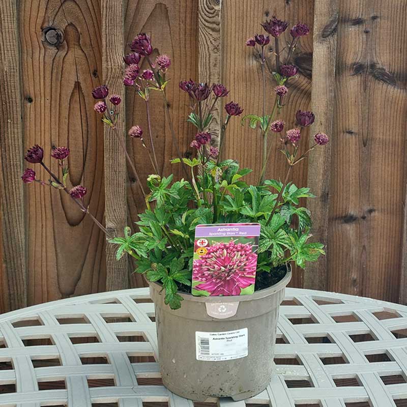 Astrantia 'Sparkling Stars Red' (3-Litre Pot) image 0