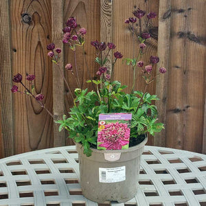 Astrantia 'Sparkling Stars Red' (3-Litre Pot) image 1