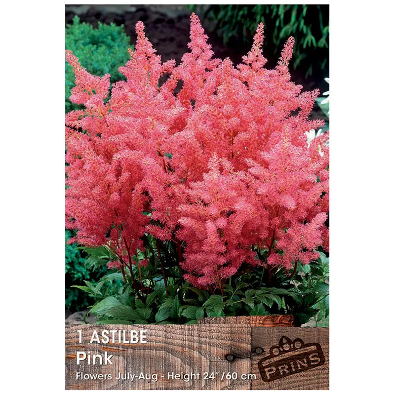 Astilbe 'Pink' (1 bulb) image 0