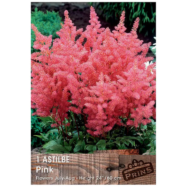 Astilbe 'Pink' (1 bulb) image 0