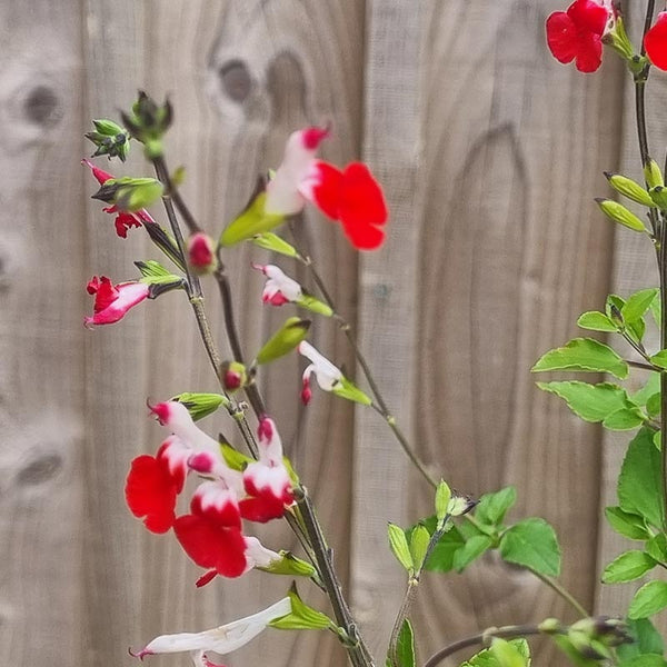 Salvia x jamensis ‘Hot Lips’ (2-Litre Pot) image 1