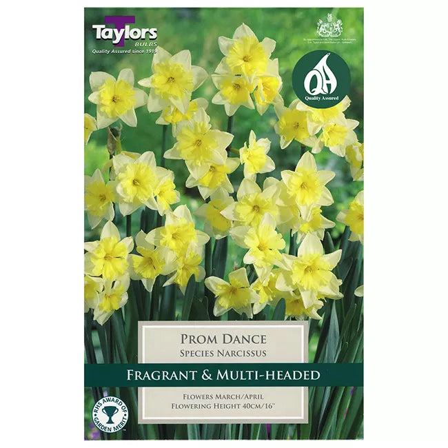 Narcissus 'Prom Dance' Daffodils (5 bulbs) image 0