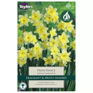 Narcissus 'Prom Dance' Daffodils (5 bulbs) image 0