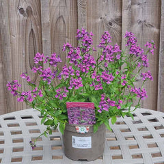 Nemesia ‘Celebration’ (2-Litre Pot) image 0