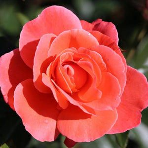 Whartons Roses ‘Happy Anniversary’ Shrub Rose image 0