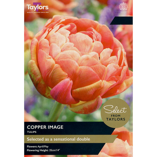 Tulip 'Copper Image' (6 Bulbs) image 0