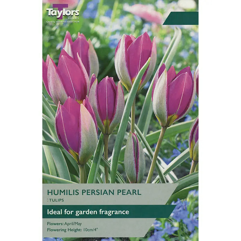 Tulip humilis 'Persian Pearl' (7 bulbs) image 0