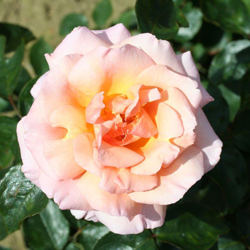 Whartons Roses ‘Compassion’ Hybrid Tea Climbing Rose (4-Litre Pot) image 0