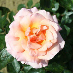 Whartons Roses ‘Compassion’ Hybrid Tea Climbing Rose (4-Litre Pot) image 0