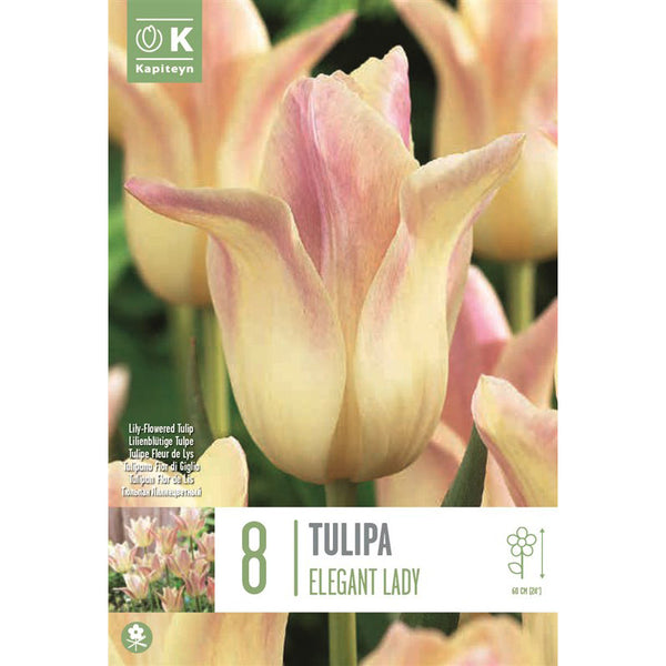 Tulip ‘Elegant Lady’ (8 Bulbs) image 0