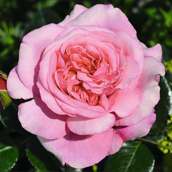Whartons Roses ‘Timeless Pink’ Hybrid Tea Shrub Rose (4-Litre Pot) image 0