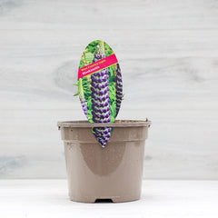 West Country Lupin ‘Blacksmith’ (3-Litre Pot) image 0