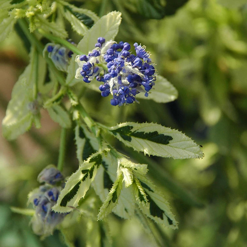 Ceanothus 'Lemon and Lime' image 0