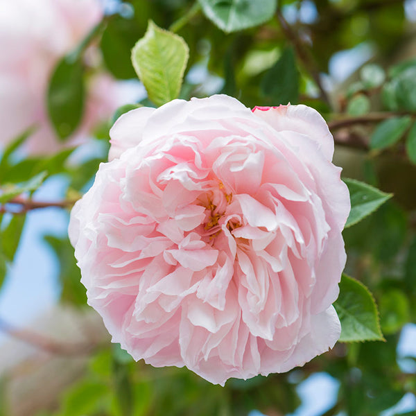 David Austin The Generous Gardener® English Climbing Rose (6-Litre Pot) image 2