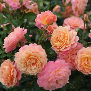 Whartons Roses ‘Peach Melba’ Climbing Rose (4-Litre Pot) image 0