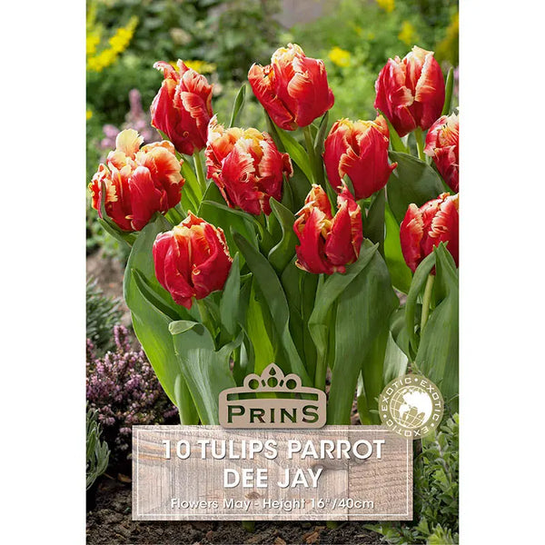 Tulip 'Dee Jay' (10 bulbs) image 0