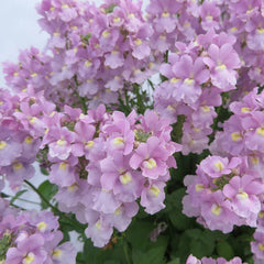 Nemesia 'Confetti' image 0